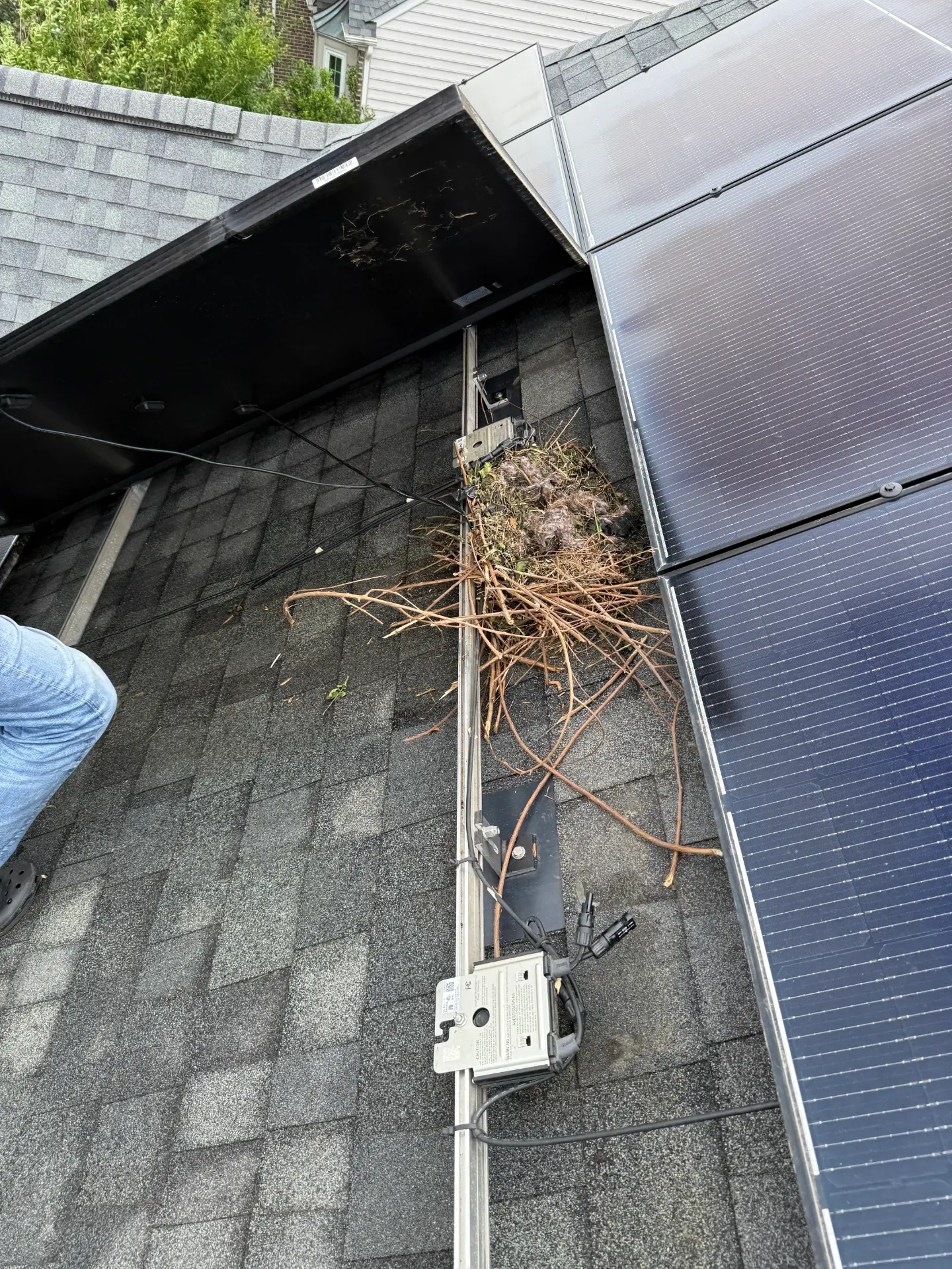 Squirrel nest built under rooftop solar panels