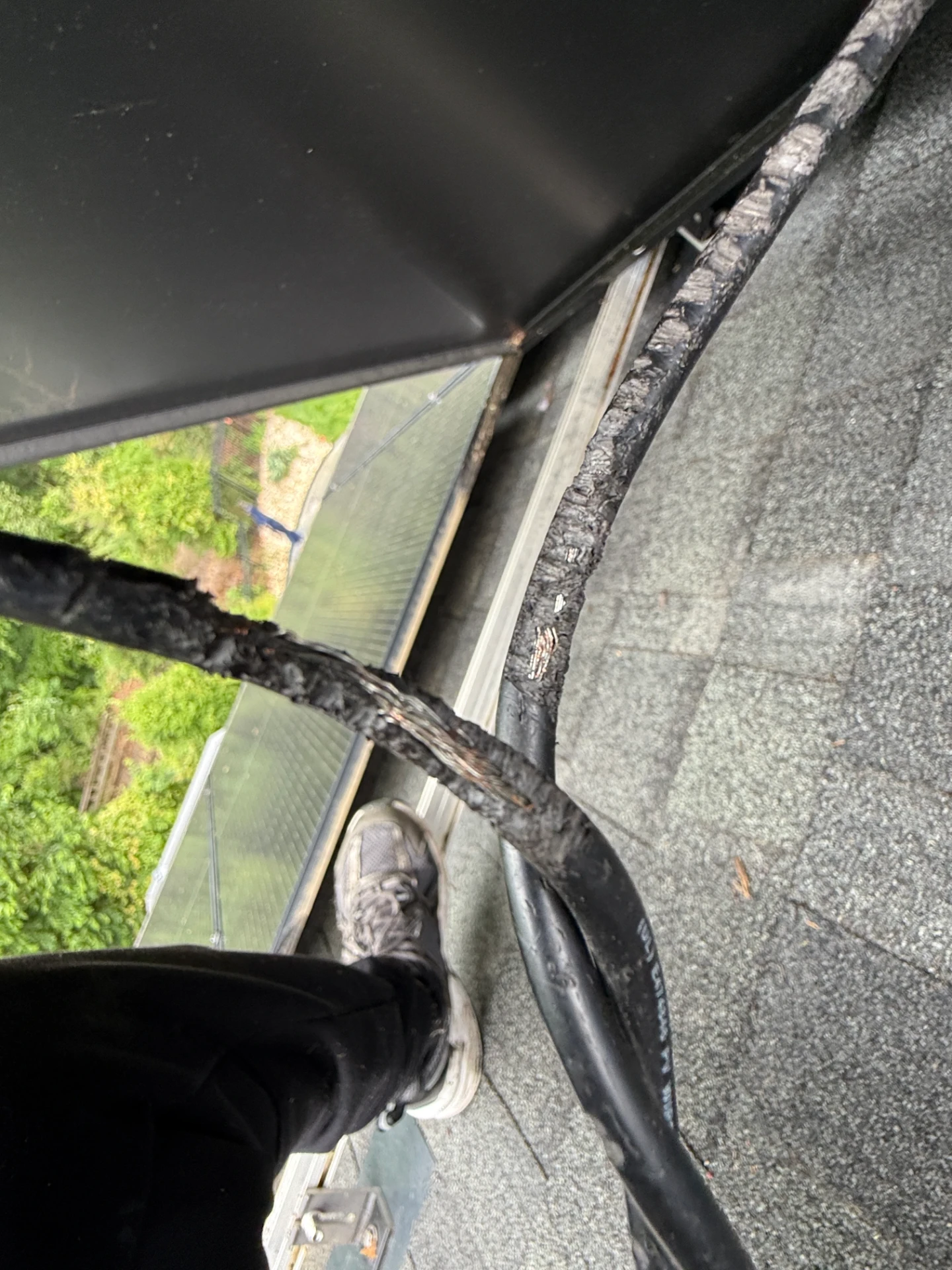 Chewed solar panel wiring on a rooftop