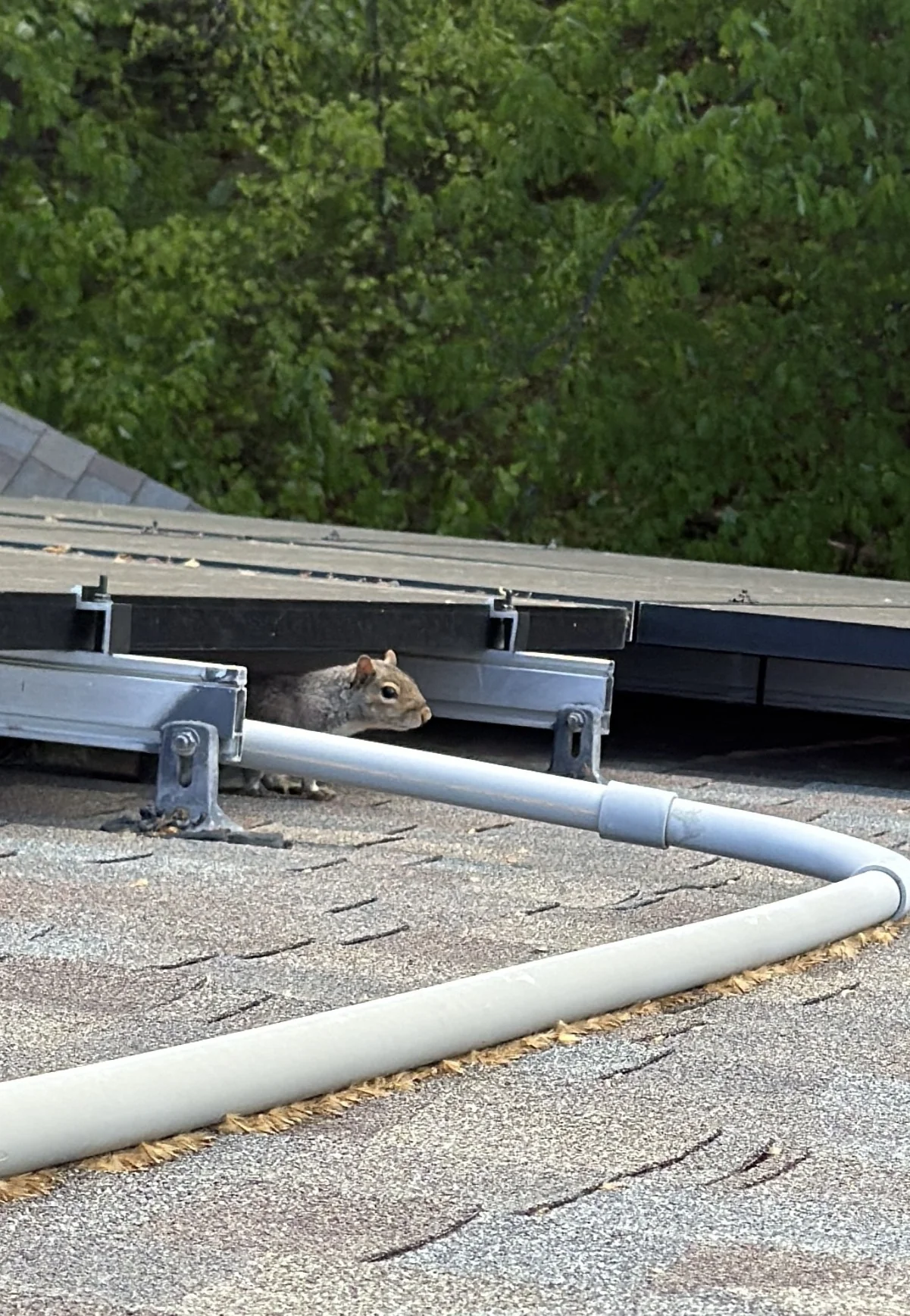 Squirrel under rooftop solar panels